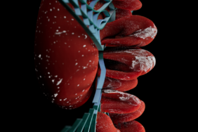 Sitokaskeletal Protein, Böbrek Gelişimini Şekillendiriyor