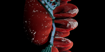Sitokaskeletal Protein, Böbrek Gelişimini Şekillendiriyor