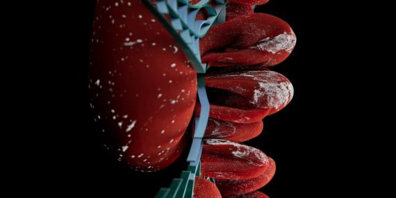 Sitokaskeletal Protein, Böbrek Gelişimini Şekillendiriyor